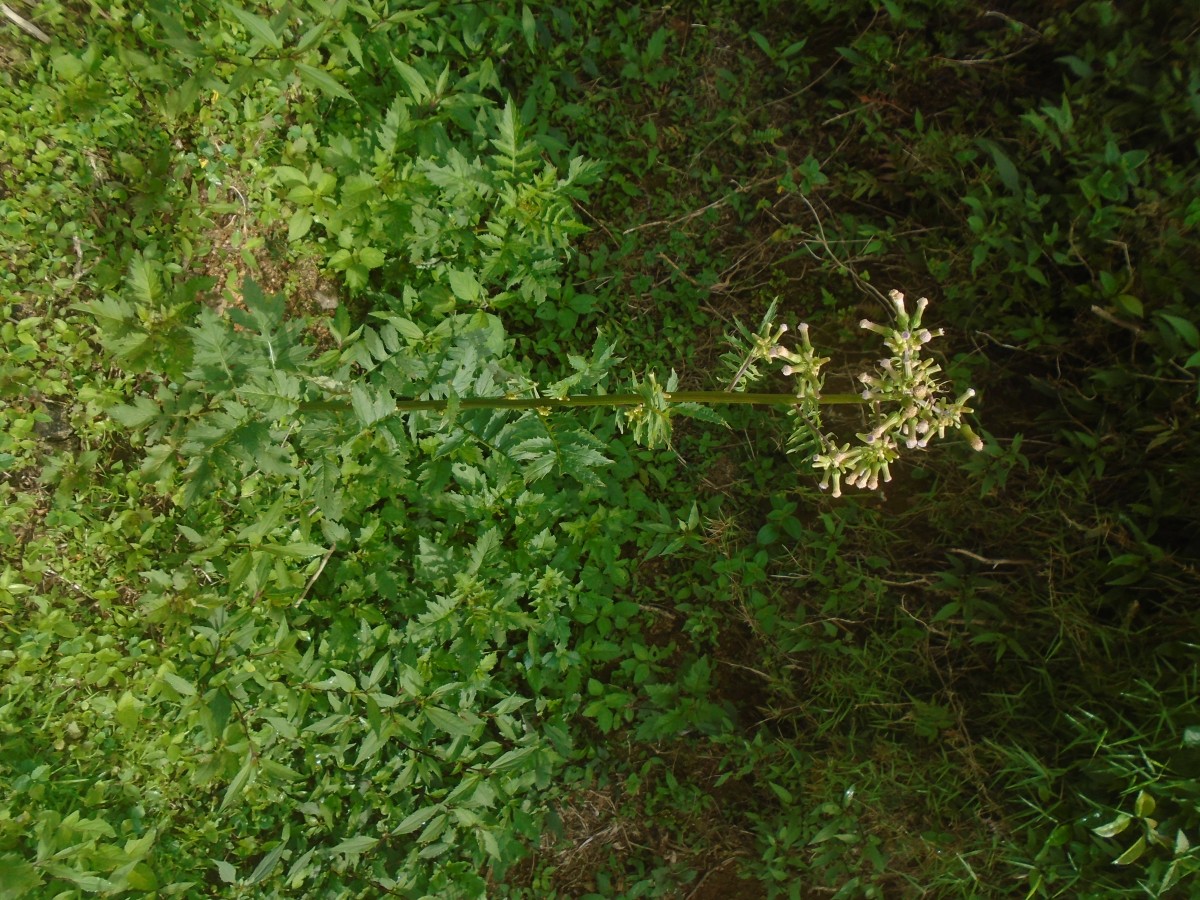 Erechtites valerianifolius (Link ex Spreng.) DC.